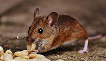 24 Hour & Emergency Exterminators in Greenville, NC